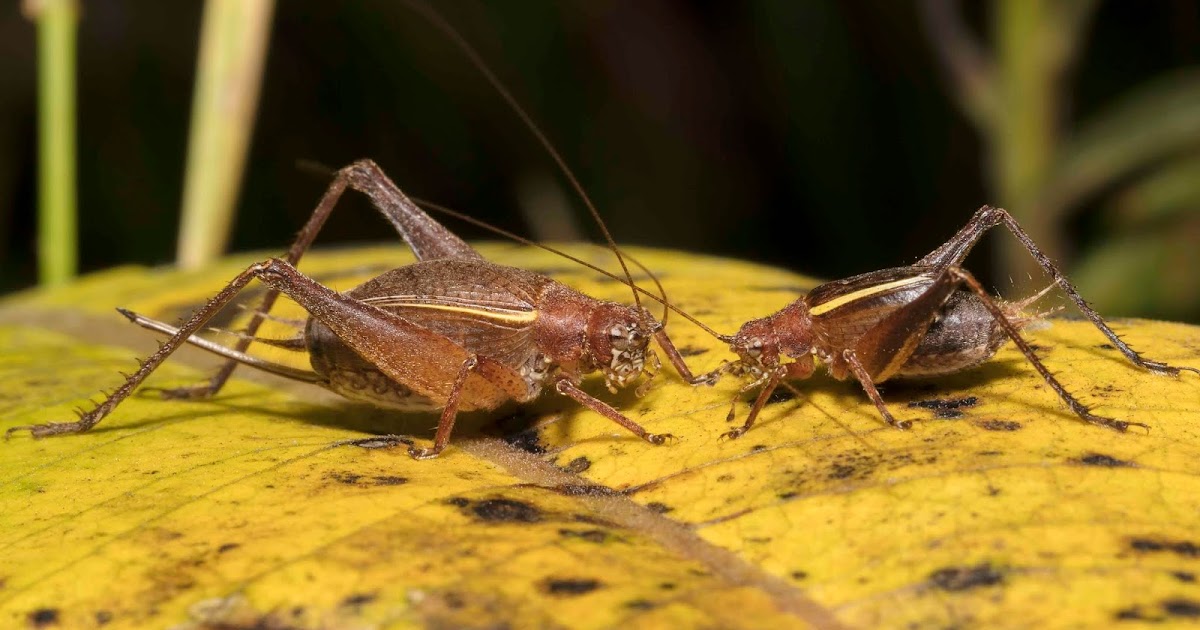 where to buy restless crickets