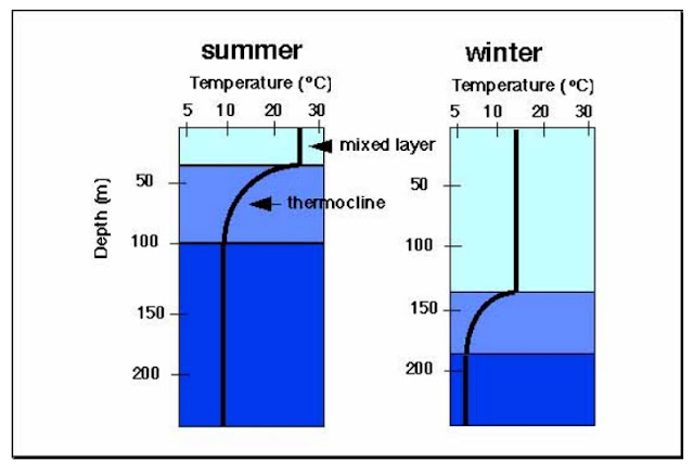 Сезонные изменения вертикального профиля температурыв воды в умеренных широтах