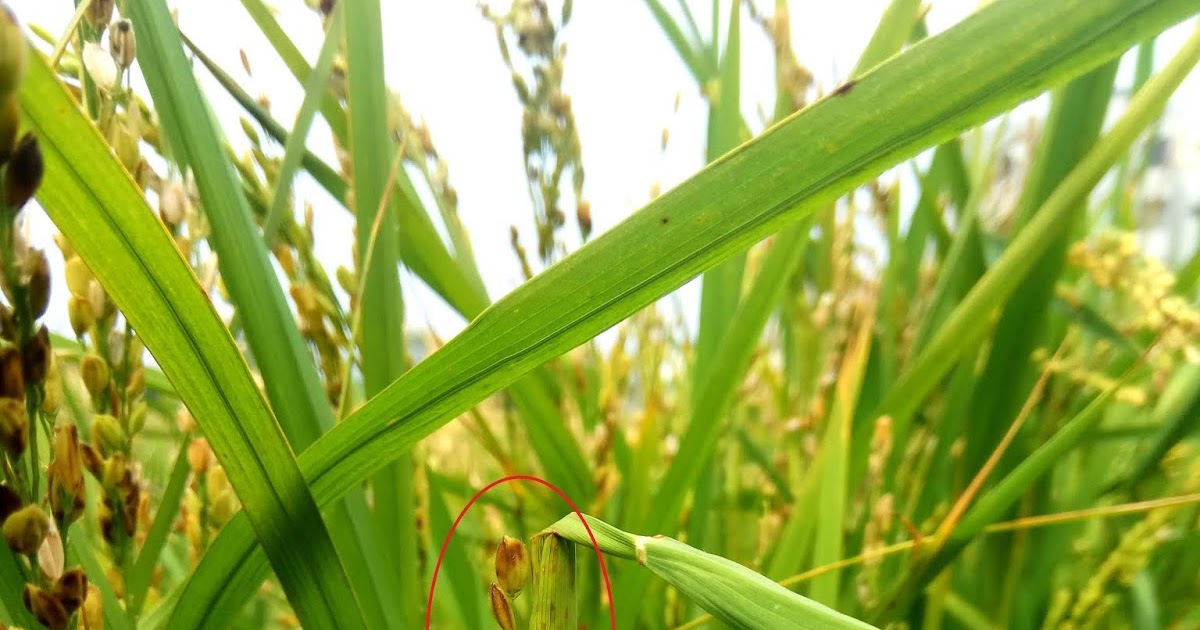 Sheath blight of Rice - AGRI FOCUS