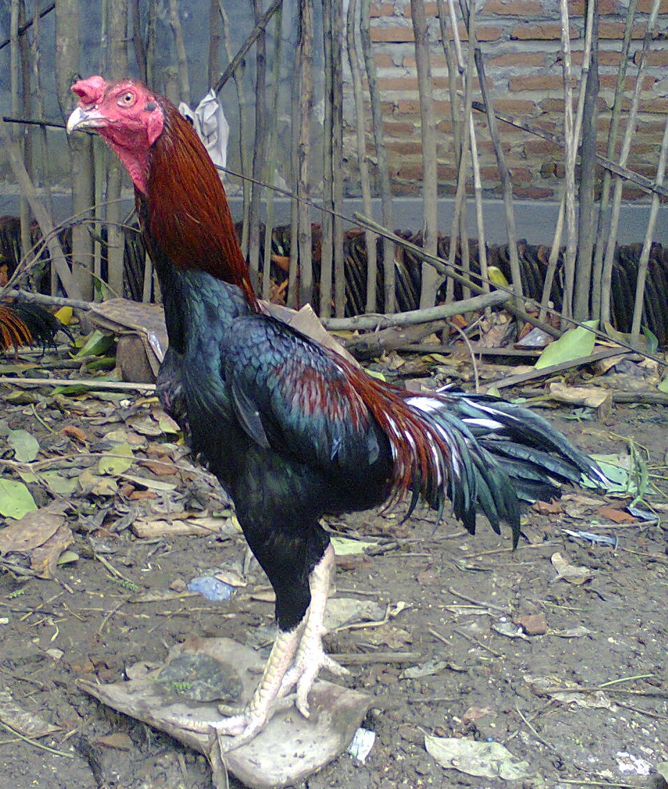 Ayam Bangkok (Koleksi trah jawara ayam bangkok indramayu)