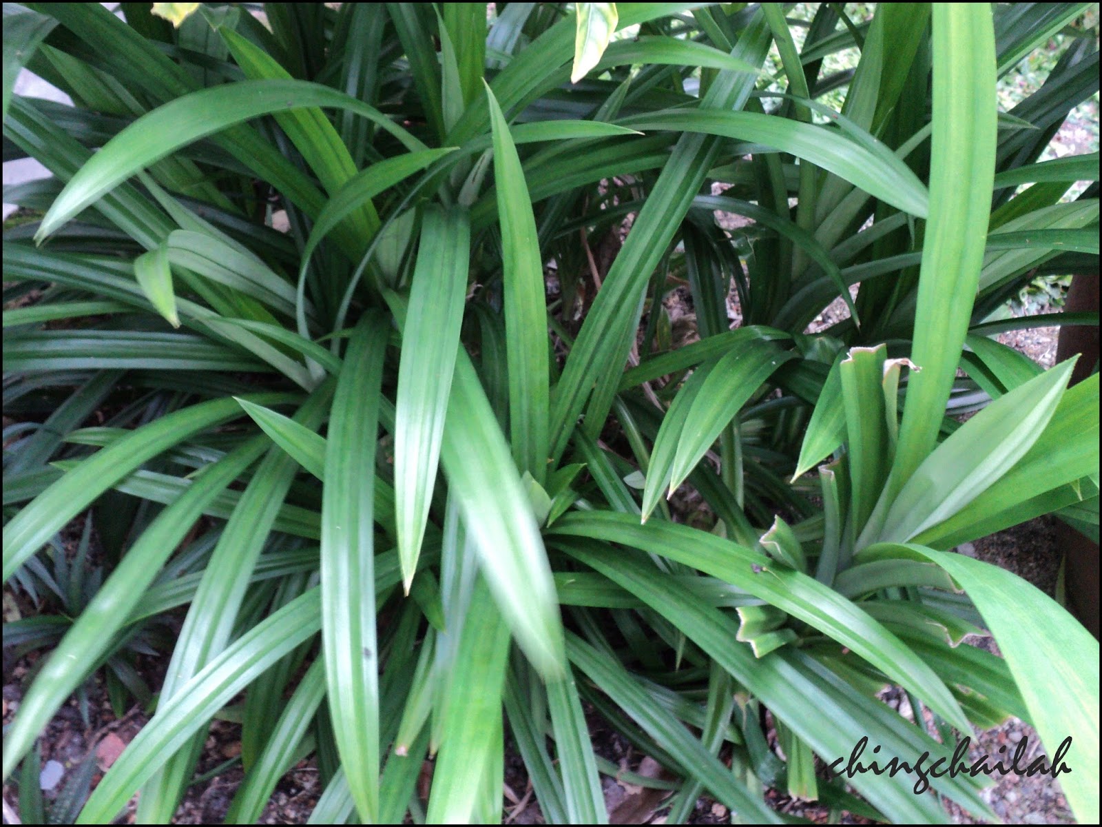 Simple Living In Nancy Growing Pandan (Screwpine) Leaves And Its Medicinal Uses
