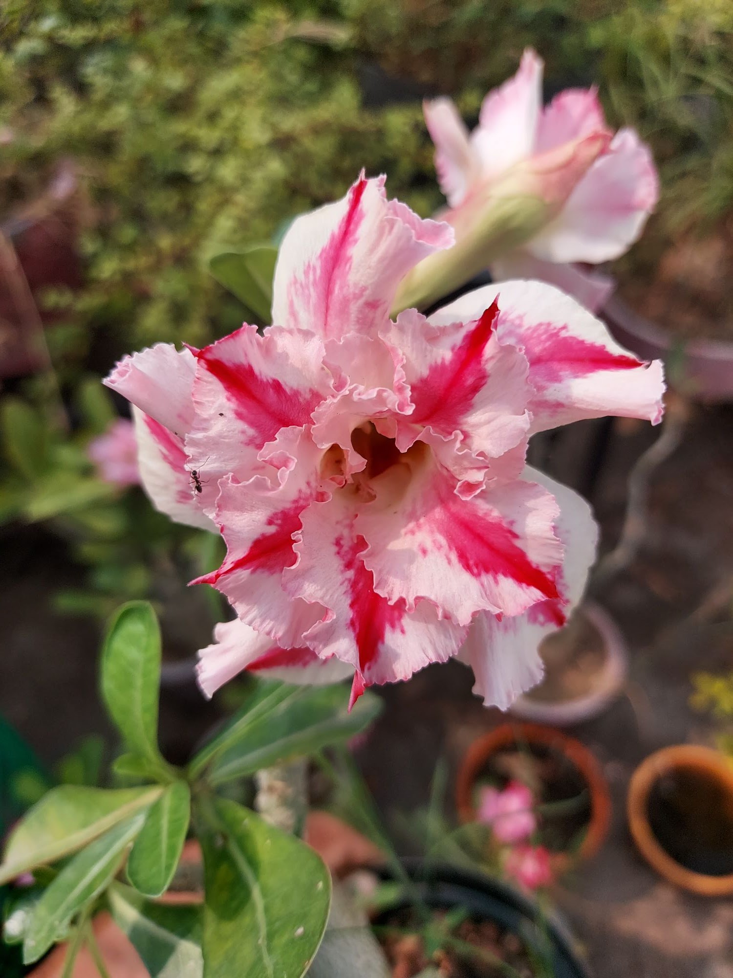 Adenium plant care for all season Gardening basics