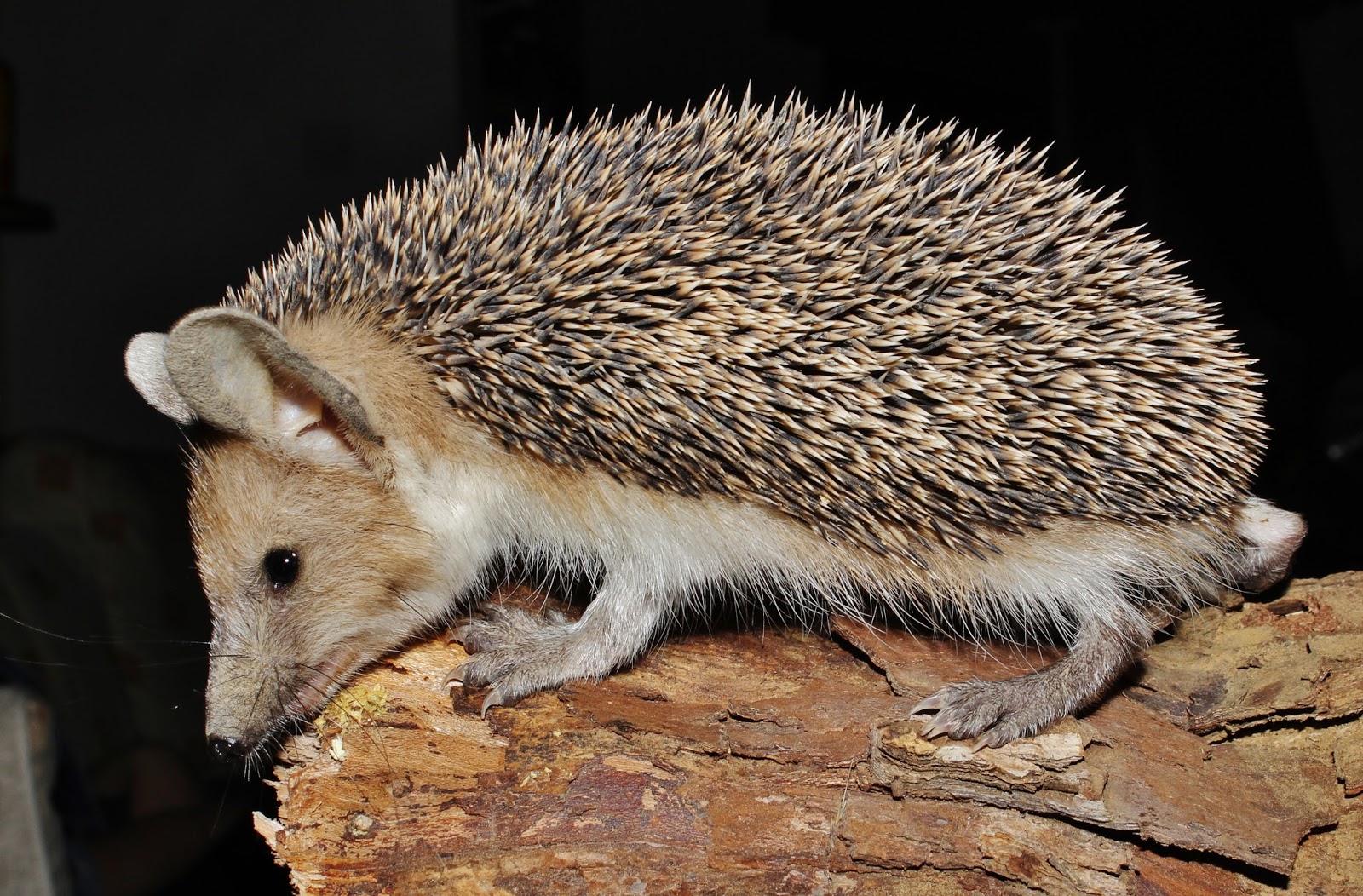 Biodiversity of Cyprus by NGO Protection of the Natural Heritage and