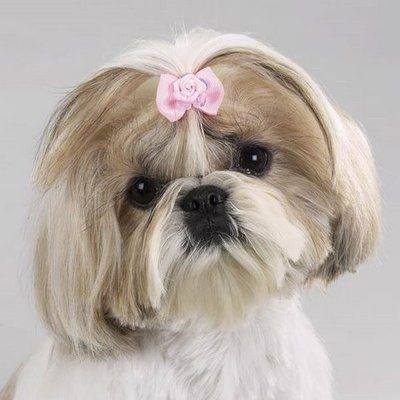  Gastrite em shih tzu