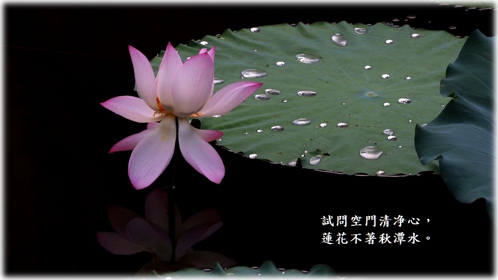 閒閒花集 蓮花lotus 純粹的奉獻