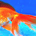 Fantail (goldfish) - Fantail Fish