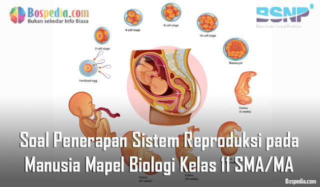 Soal Penerapan Sistem Reproduksi pada Manusia Mapel Biologi Kelas 11 SMA/MA