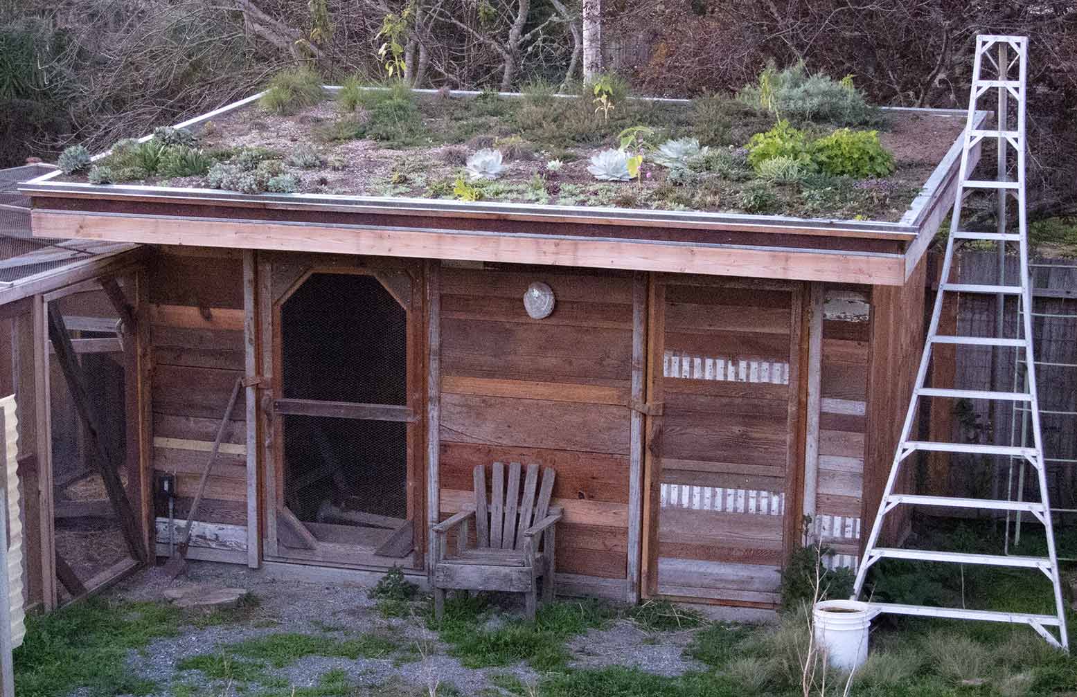 Lloyd’s Blog: Chicken Coop Living Roof and Happy Chickens