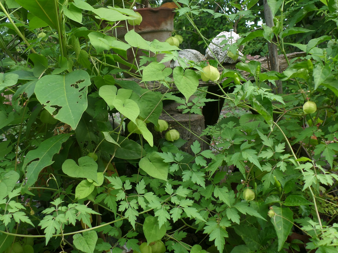 Tomatillos, Chinese Lantern, & Palpalitok