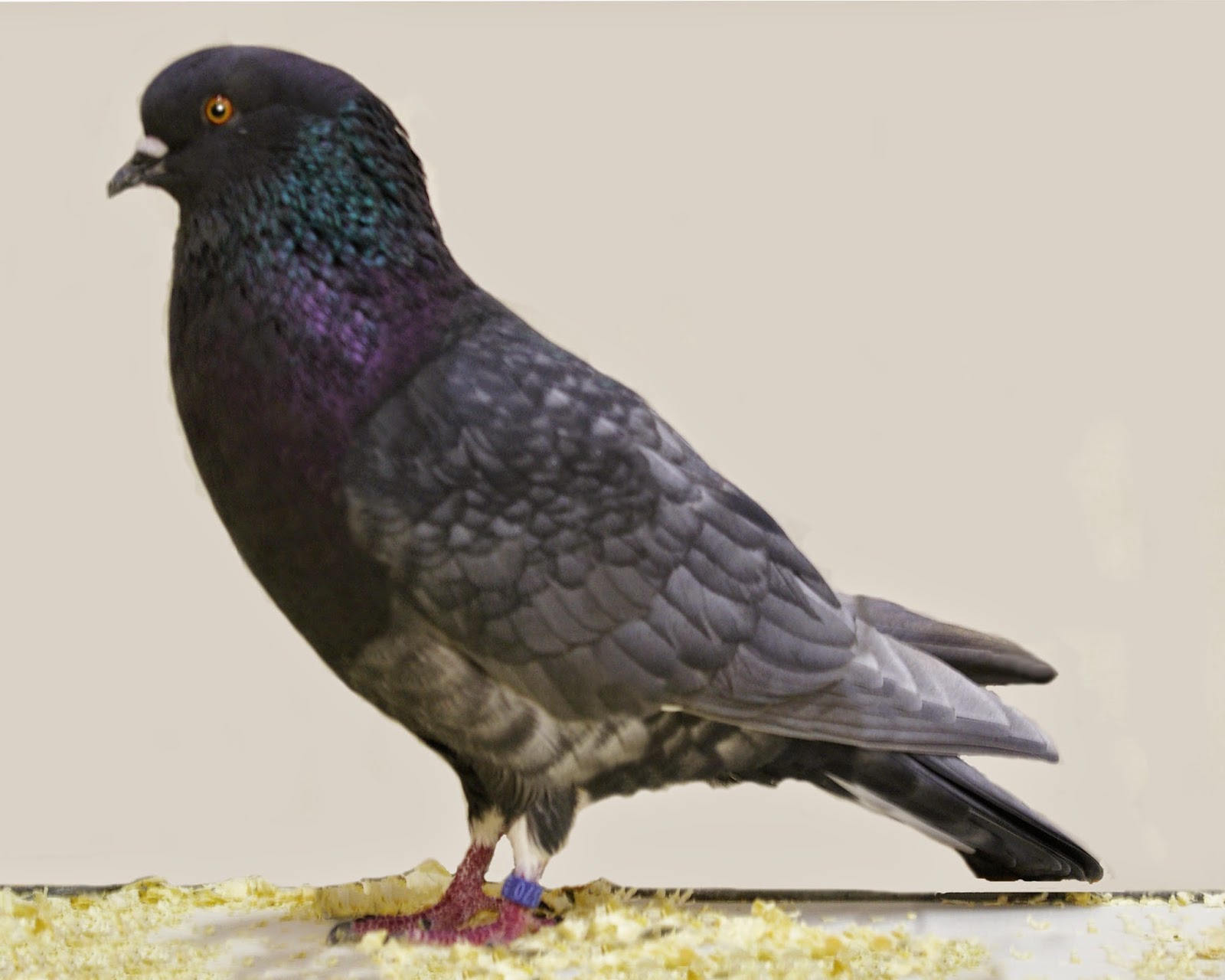The Racing Pigeon HD wallpaper Birmingham Roller Pigeon