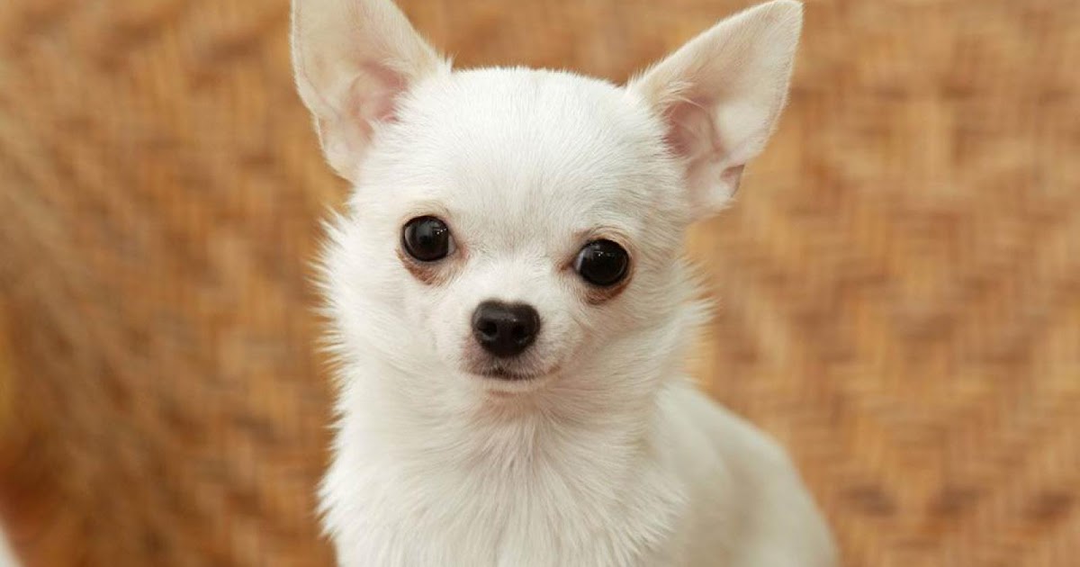 Lovely Chihuahua Is the Chihuahua the friendliest pup you can find?
