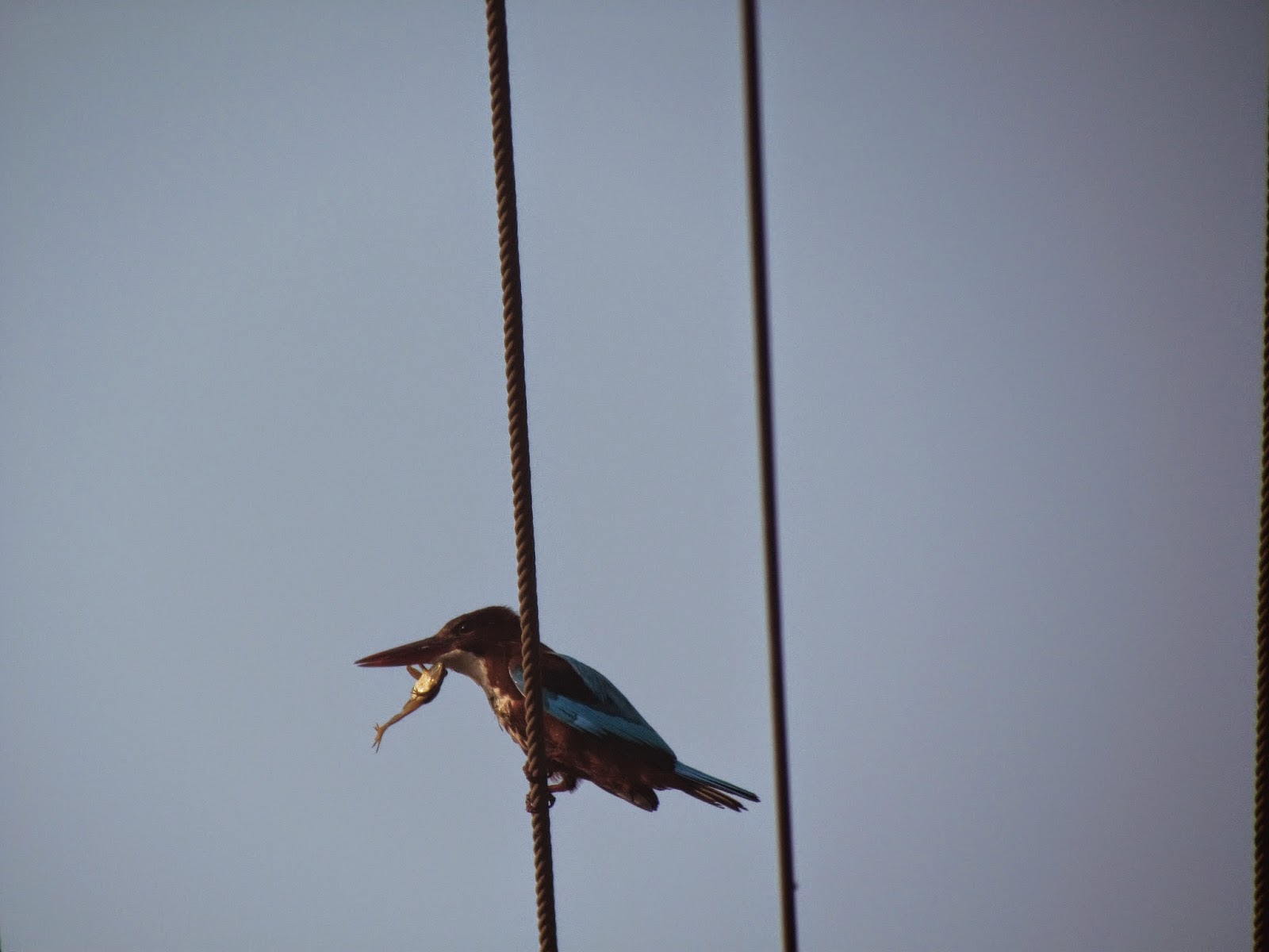 la natura è la dura vita