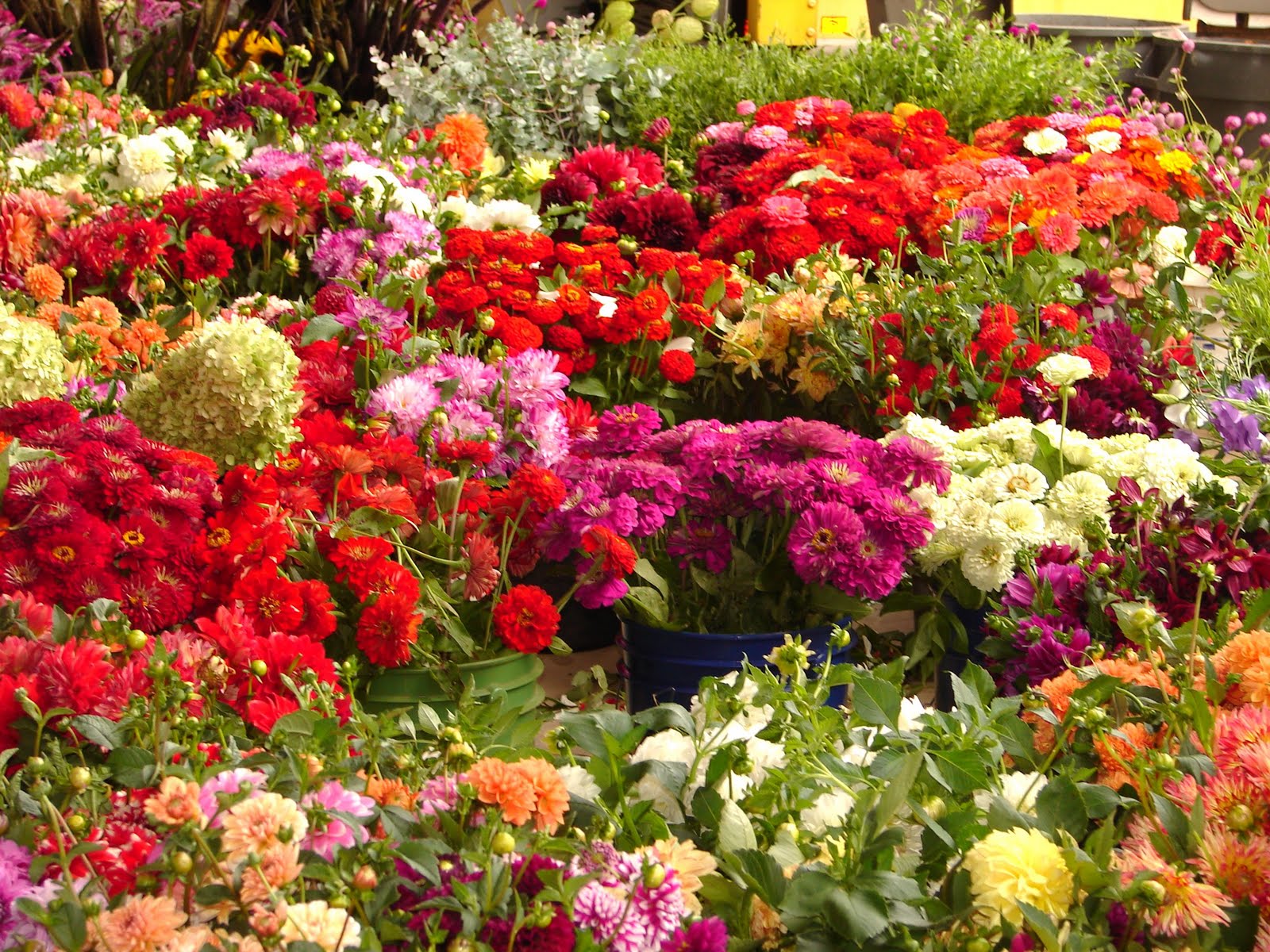 500 Dollar Tomato Charlotte Regional Farmers Market