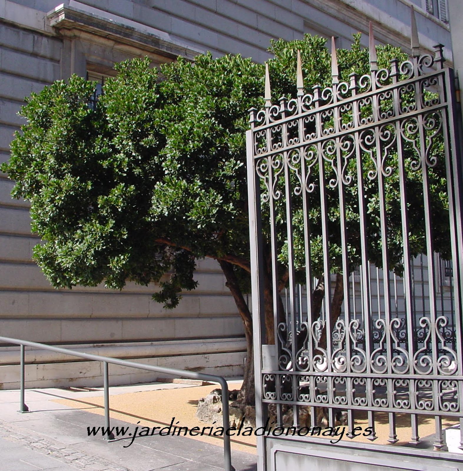 Jardineria Eladio Nonay: ENREJADOS CLÁSICOS (Jardinería Eladio Nonay)