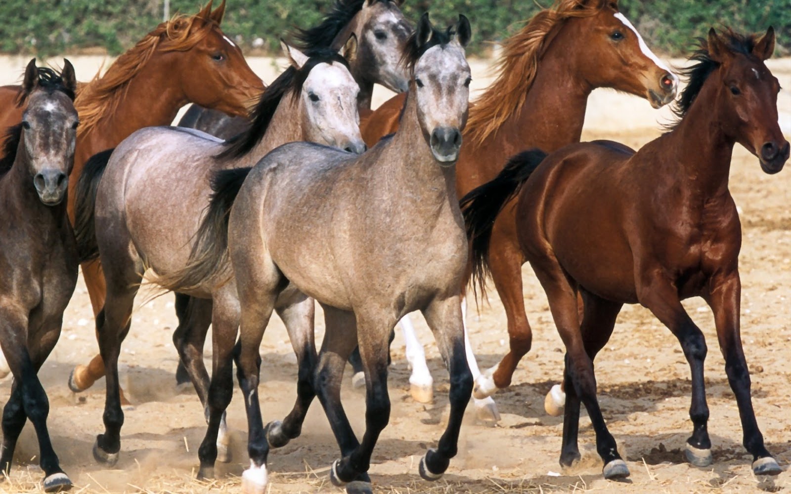Несколько лошадок. Мустанг жылқысы. Много лошадей. Арабский жеребенок. Табун арабских лошадей.