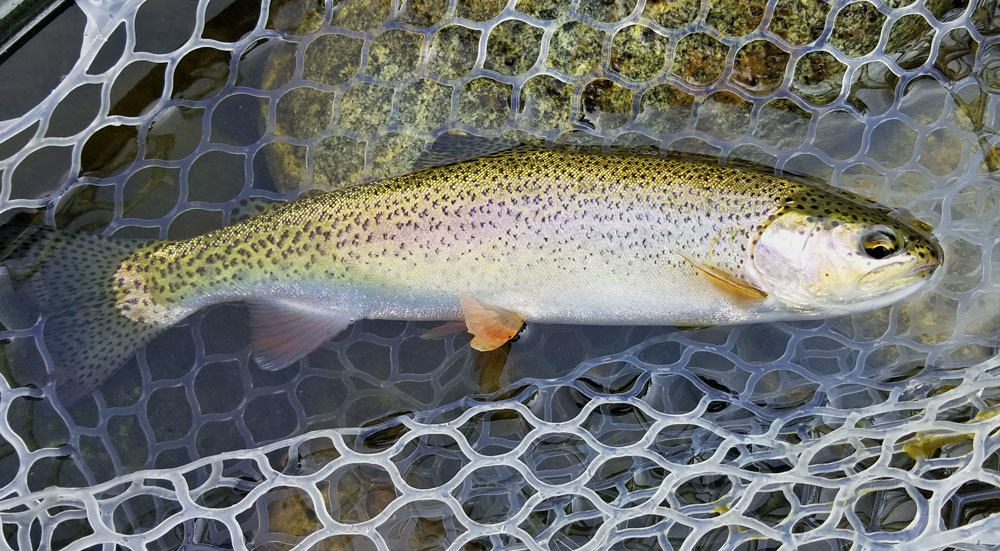 Jon Baiocchi Fly Fishing News Middle Fork Feather River Fly Fishing