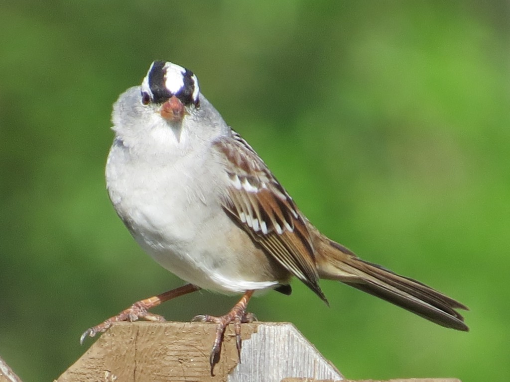Bird In Everything Wild Birds In Texas
