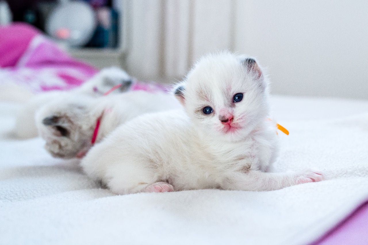 The Kuwait Cats and kittens Adoption and sales email us at