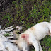  Δήμος Ζηρού :Πεταμένα σκοτωμένα αρνάκια και ένας πυροβολημένος σκύλος στην Τύρια ....