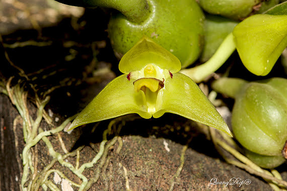 Trias nasuta Orchid specie seeds Year 2019 Trias nasuta Orchid specie seeds Year 2019