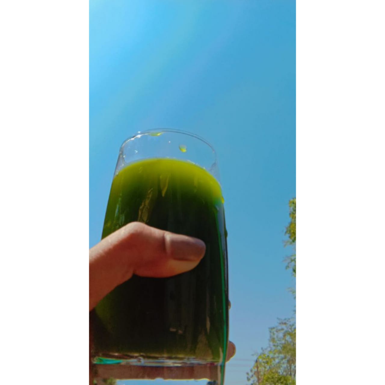 scoffculture SPINACH JUICE PALAK JUICE HEALTHY DRINK
