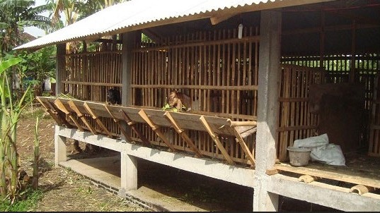 Contoh Kandang Kambing Dari Bambu Kandang Kambing Model