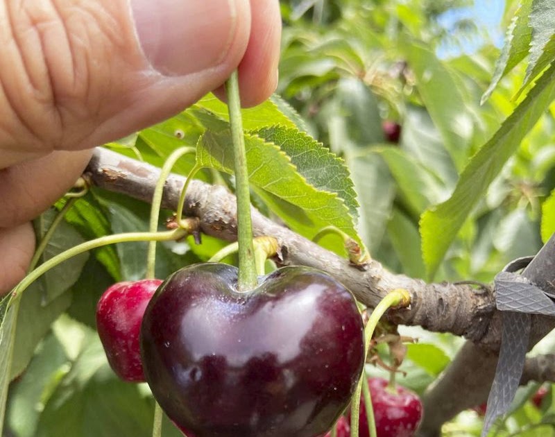 Cereza gigante aparece en Romeral: pesa 25 gramos | FLANLATE