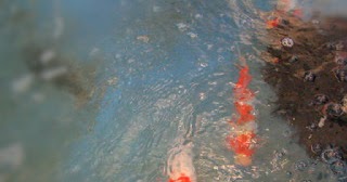 Ini Lho Cara Menetaskan Telur Ikan Koi | Portal Dunia Perikanan