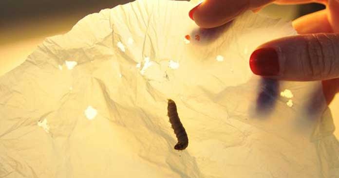 At Last Plastic Eating Worms Came Into Existence - Plastic Problem