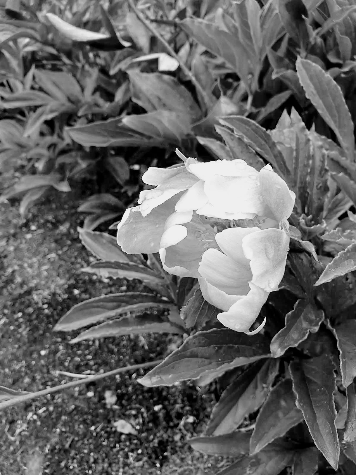 flowers in black and white
