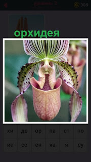 655 слов цветет красивая орхидея 3 уровень