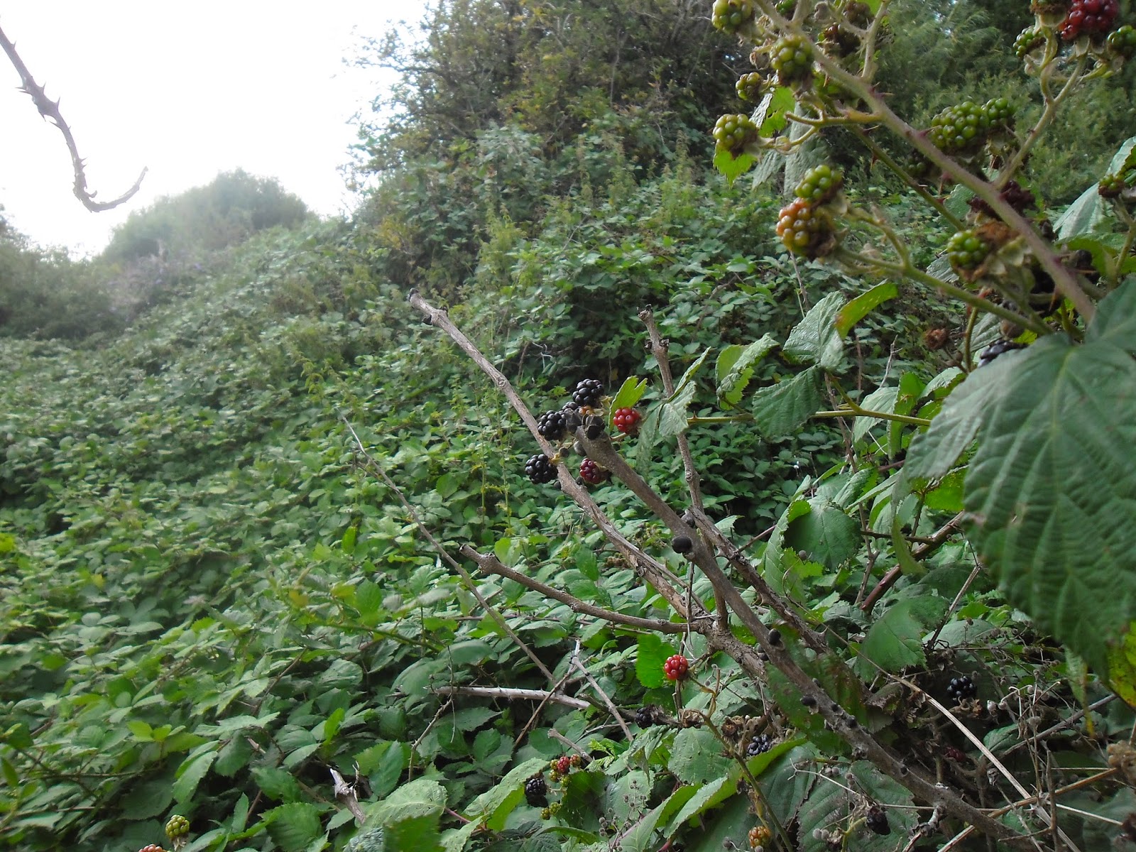 HouseSaver Blog This has got to be the biggest bramble bush in the