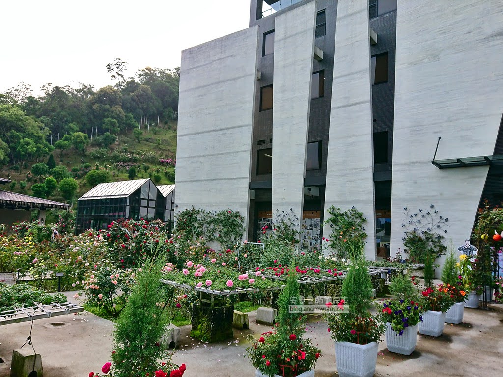 苗栗景點,雅聞七里香玫瑰森林,苗栗親子旅遊