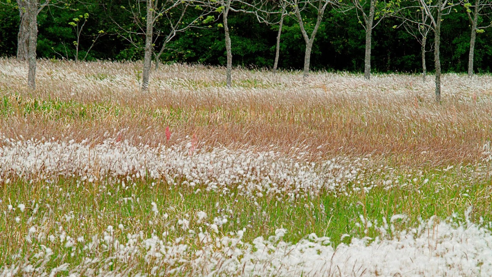 30 Best High Quality Ultra HD 4k Wallpaper Dp for PC Desktop 2020