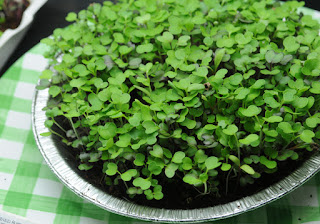 micro green