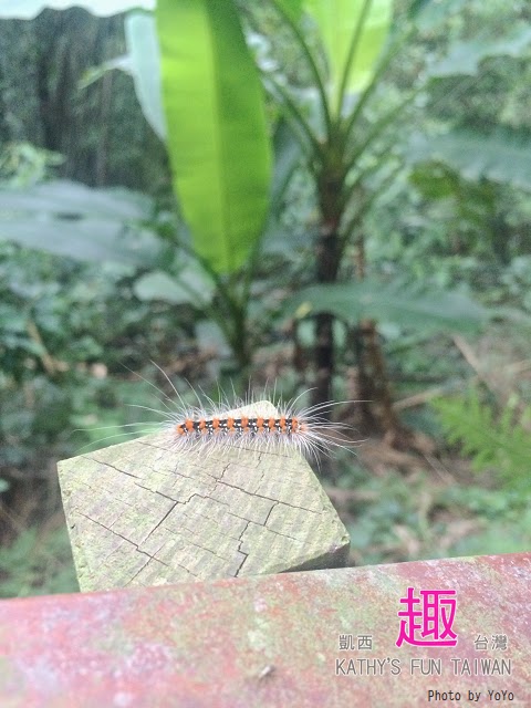 新竹縣北埔鄉。田野情趣南埔村生態體驗行 - 第33張圖