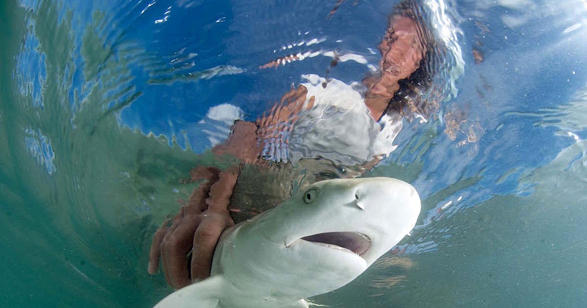 The Best Shark Dive in the World! Baby Lemon vs Barracuda!