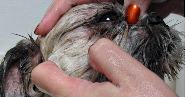 Saiba o que é como tratar a ‘Síndrome do Olho Seco’ que acomete no shih tzu