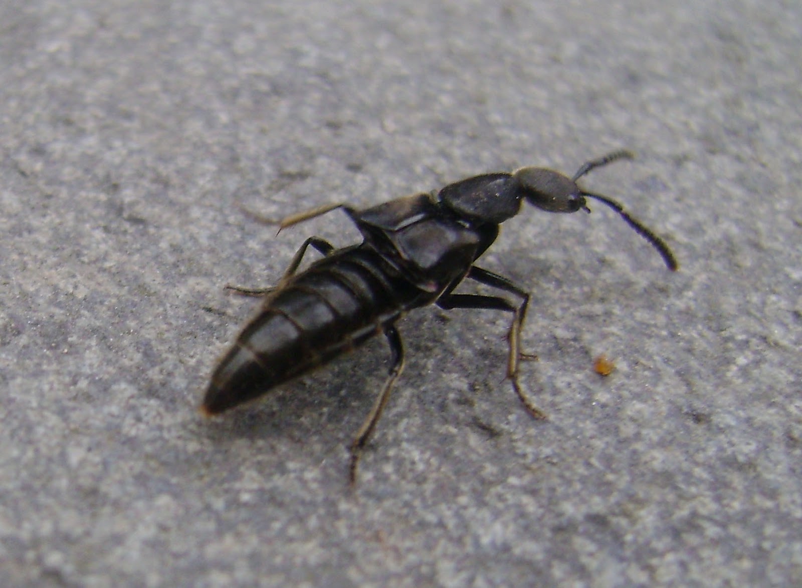 Fotografias de animais: Inseto preto