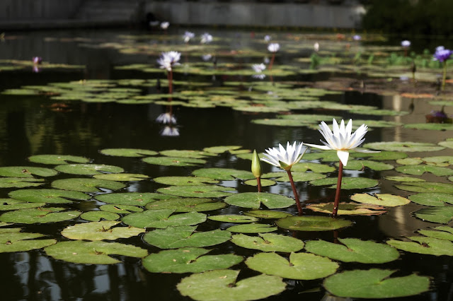 Fotos en el Jardín Botánico de Málaga