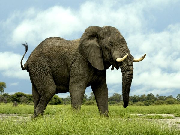 The Elephant