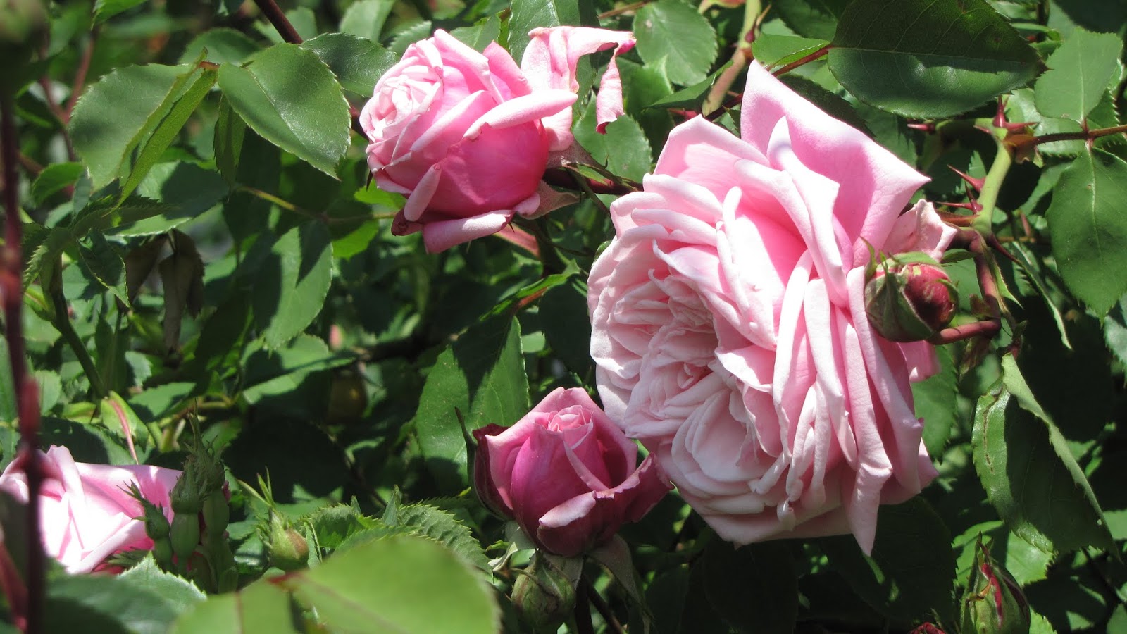 Rothenblog: Das errötende Mädchen ist voll da