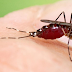 Κουνούπια και τον χειμώνα; Ερχονται από την Κορέα και θα μπορούσαν να «αποικίσουν» και την Ελλάδα