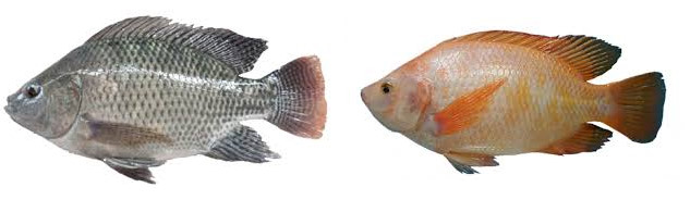 Cara Ternak Ikan Nila di Kolam Terpal