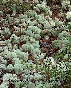 Moss on a trail in Ocala National Forest