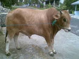 Mencari sapi kurban secara online percayakan di Akadbaiq.com