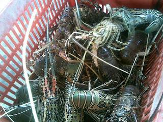 supplier lobster seafood di jakarta