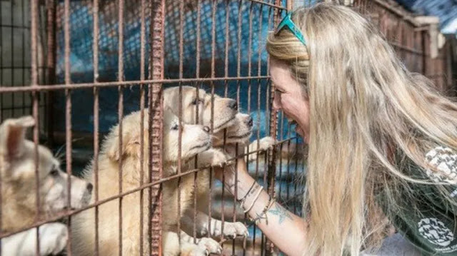 Activistas rescatan a 62 perros que iban a ser comidos en un festival en China