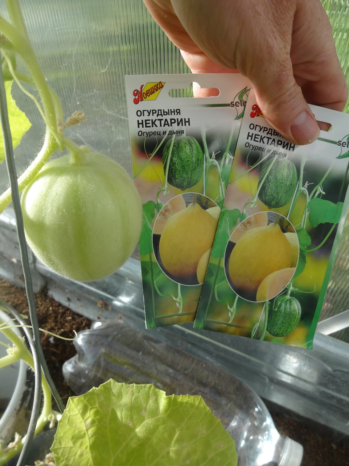 The Scientific Gardener Trialing a Russian CucumberMelon