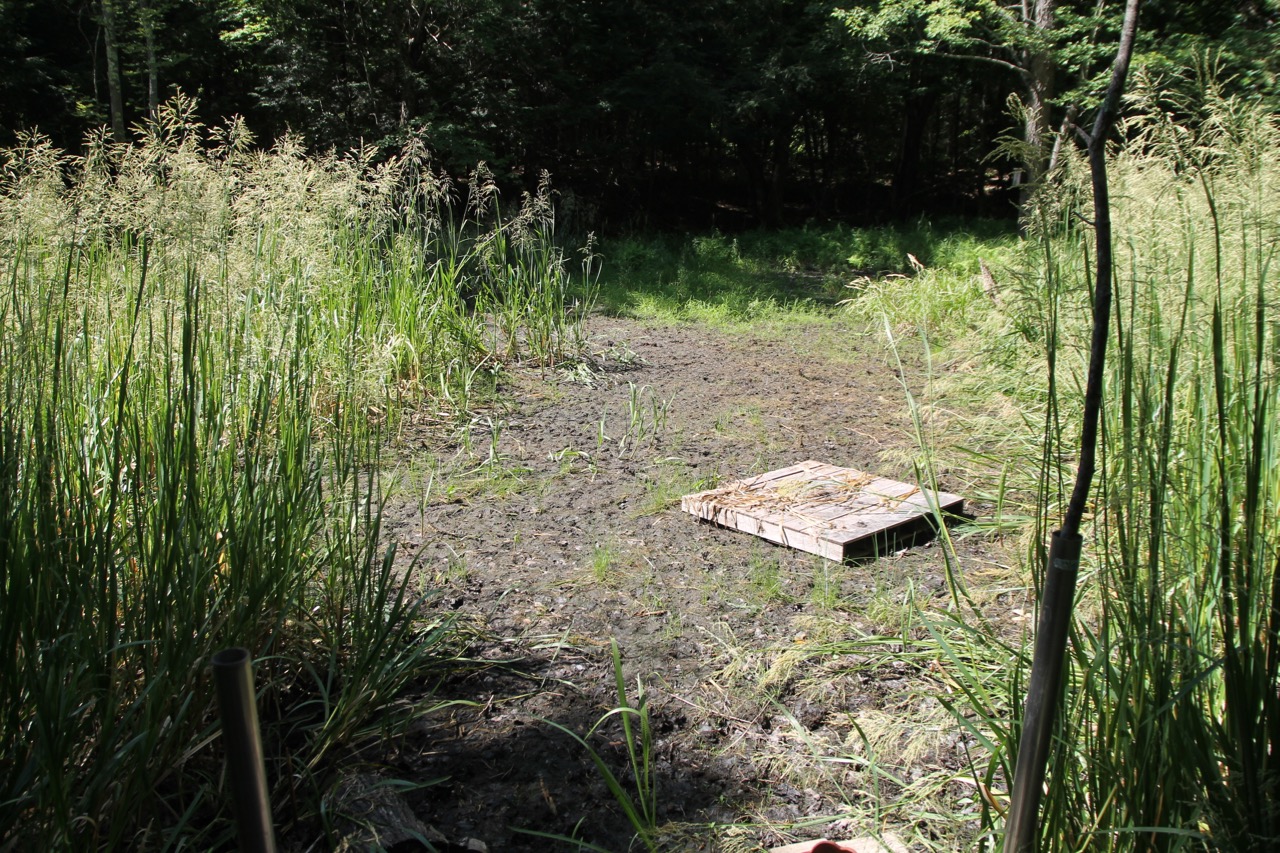 Reflections from Crumbly Acres water fountain, goldfish pond, kiddie pool
